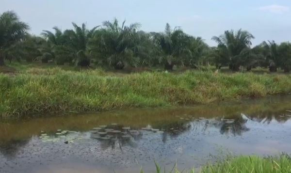 ขายที่ดินเปล่า 23-0-11 ไร่ จังหวัดนครศรีธรรมราช อำเภอร่อนพิบูลย์ เหมาะสำหรับทำการเกษตร